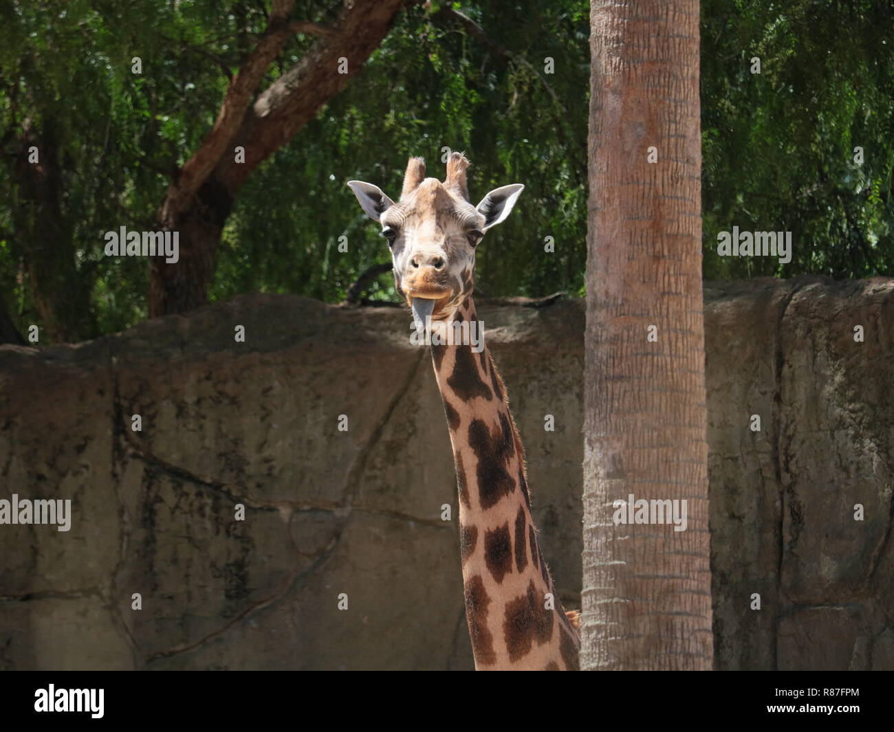 Giraffe Kleben mit herausgestreckter Zunge Stockfoto