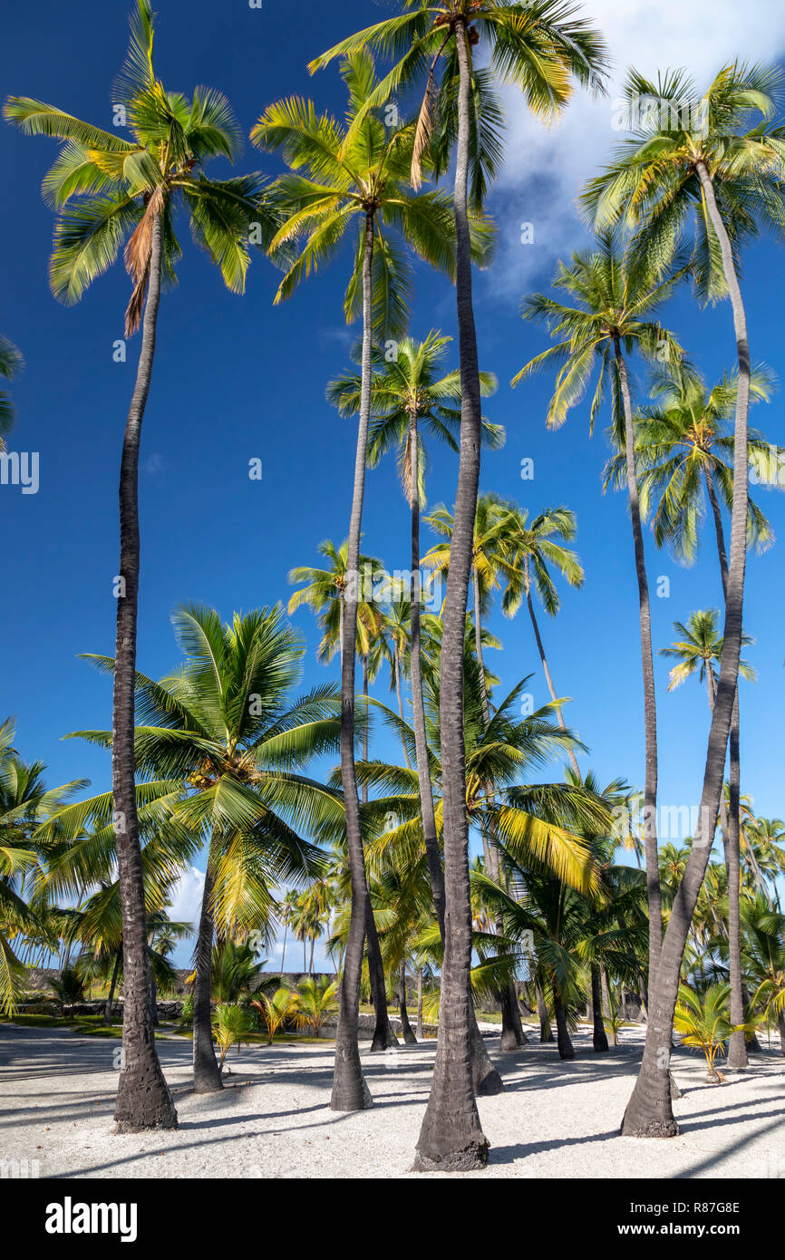 Honaunau, Hawaii - Palmen in Pu'uhonua o Honaunau National Historical Park. Stockfoto