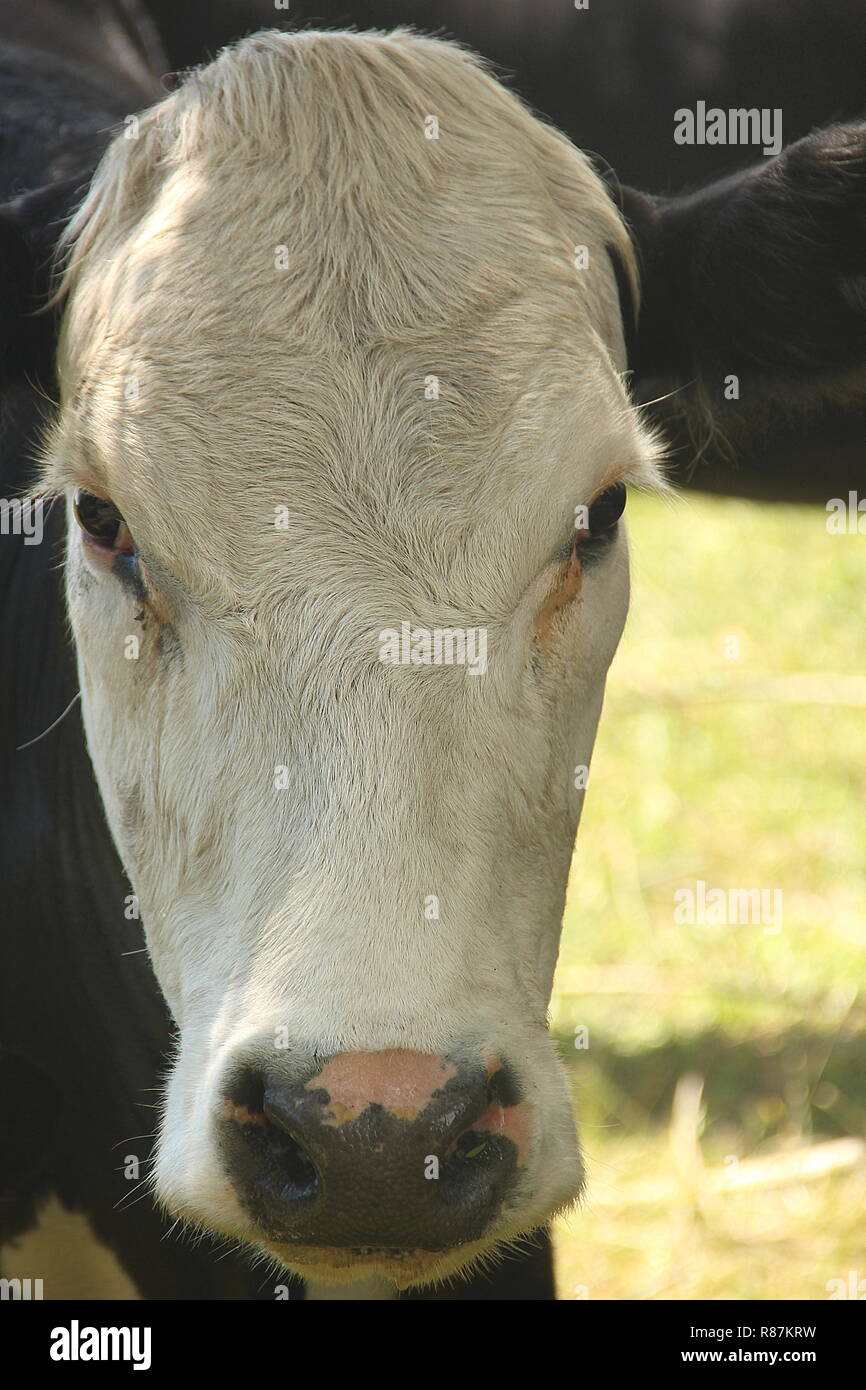 Happy Cow Porträts Stockfoto