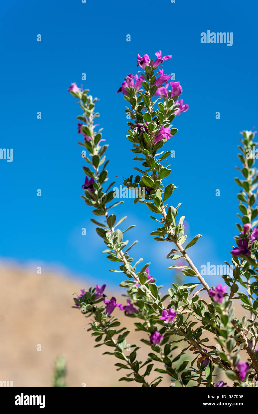 Nahaufnahme von lila Blüten und blauer Himmel Stockfoto