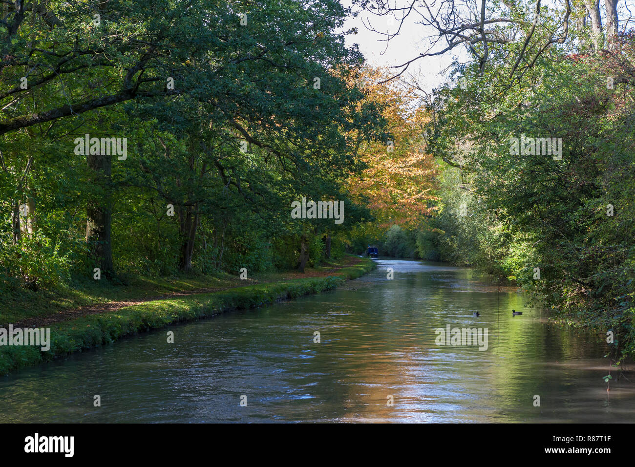 Der Oxford Canal (Norden) an allen Eichen Holz in der Nähe von Brinklow, Warwickshire, England, UK: überhängende Bäume im Frühherbst (WOP) Stockfoto