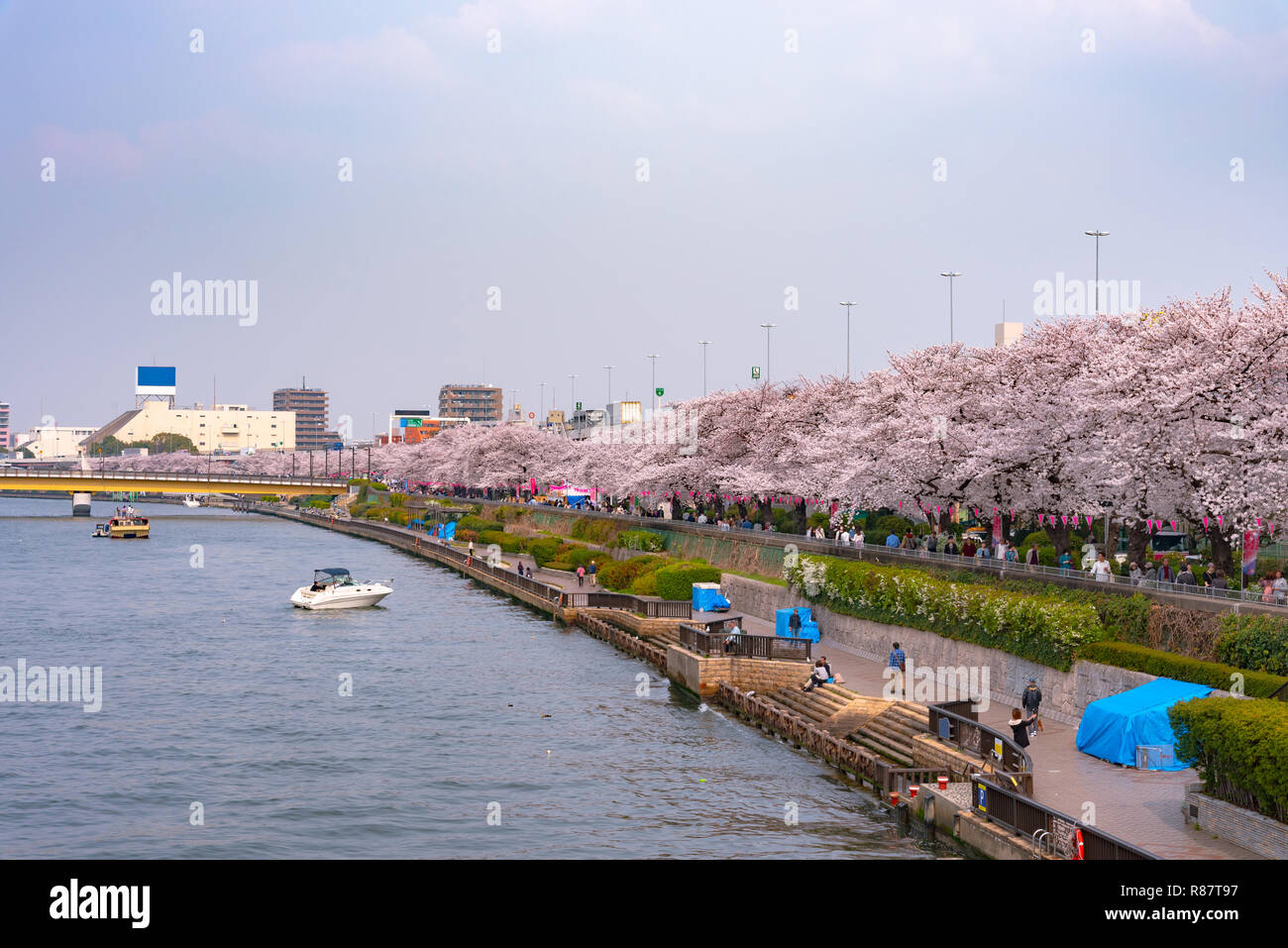 Asakusa Sumida Cherry Blossom Festival. Im Frühling, Sumida River wird durch Kirschblüten umgeben. Stockfoto