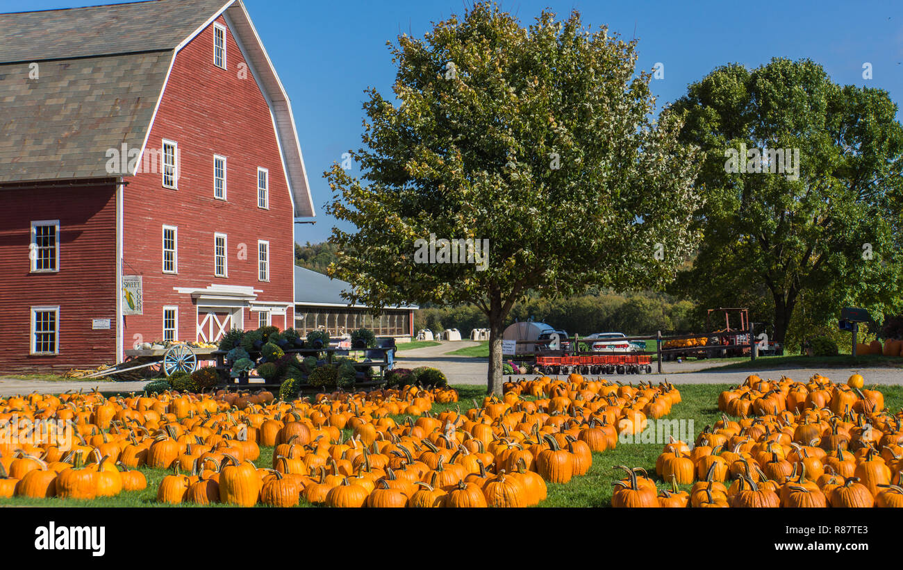 Ländlichen Bauernhof Urlaub mit Kürbisse zum Verkauf auf den Rasen im Oktober Stockfoto