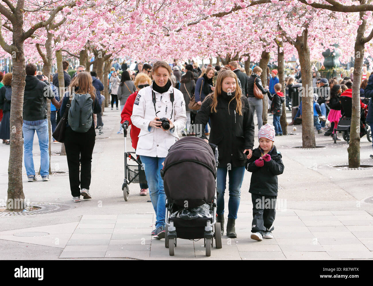 Stockholm, Schweden, 17. April 2014: Familie wandern im Kungstradgarden Park unter dem blühenden Japanischen Kirschbäume. Stockfoto