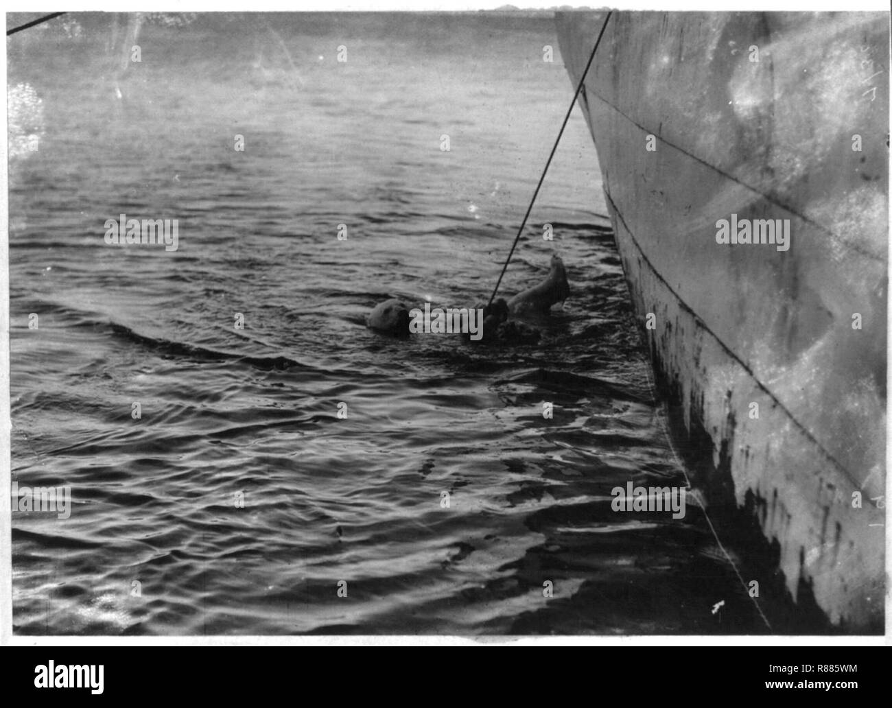 Erfassen von Eisbär lebendig auf der Jagd expedition Paul J. Rainey, Grönland Stockfoto