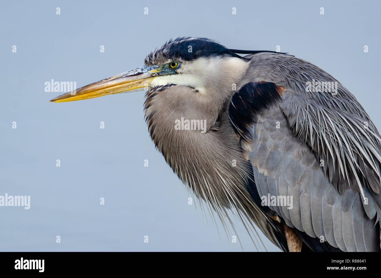 Great Blue Heron (Ardea herodias) in Feuchtgebieten von flordia Stockfoto