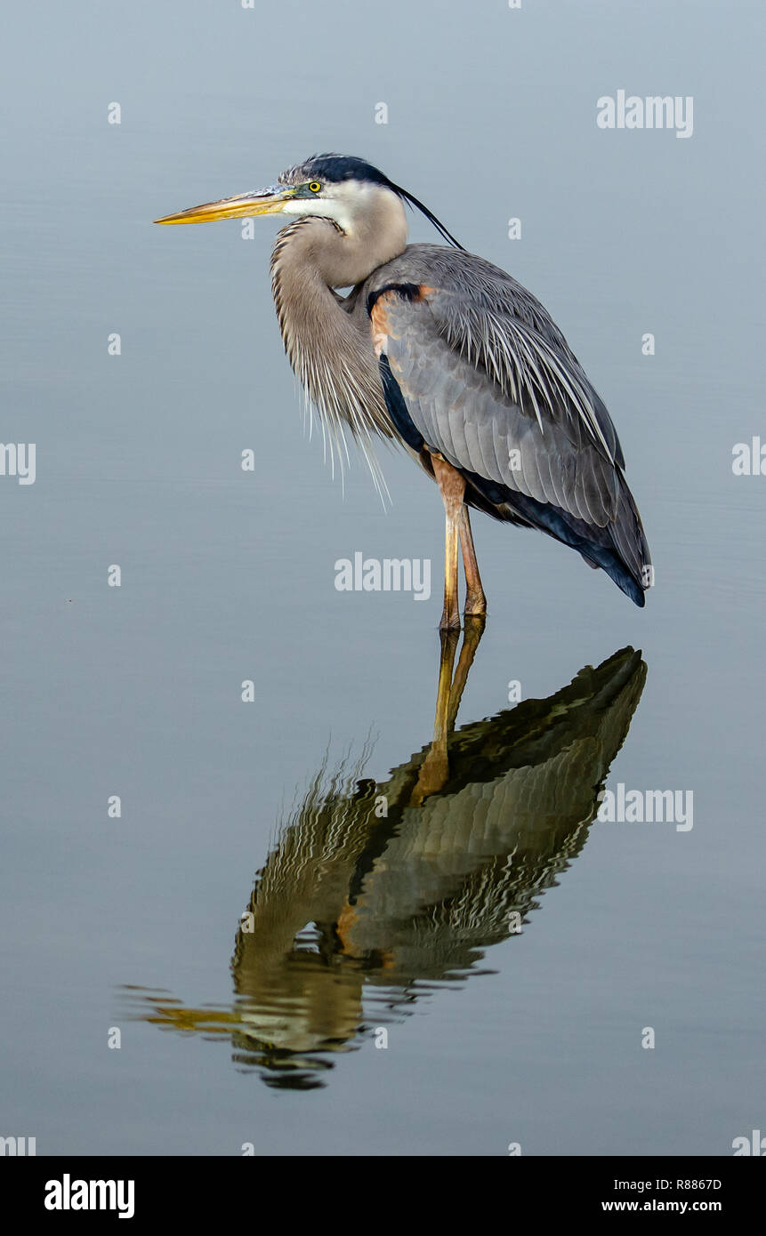 Great Blue Heron (Ardea herodias) in Feuchtgebieten von flordia Stockfoto