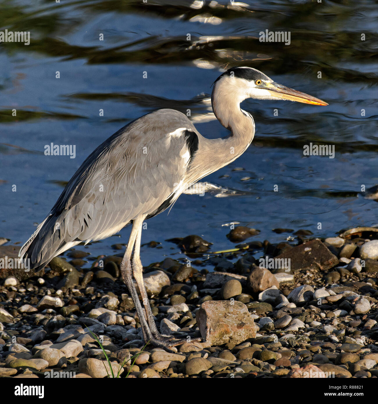 Graureiher Stockfoto