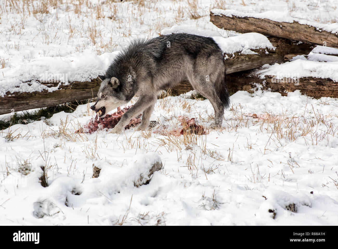 Tundra Wolf Fütterung auf Elche und Karkasse im Schnee Stockfoto