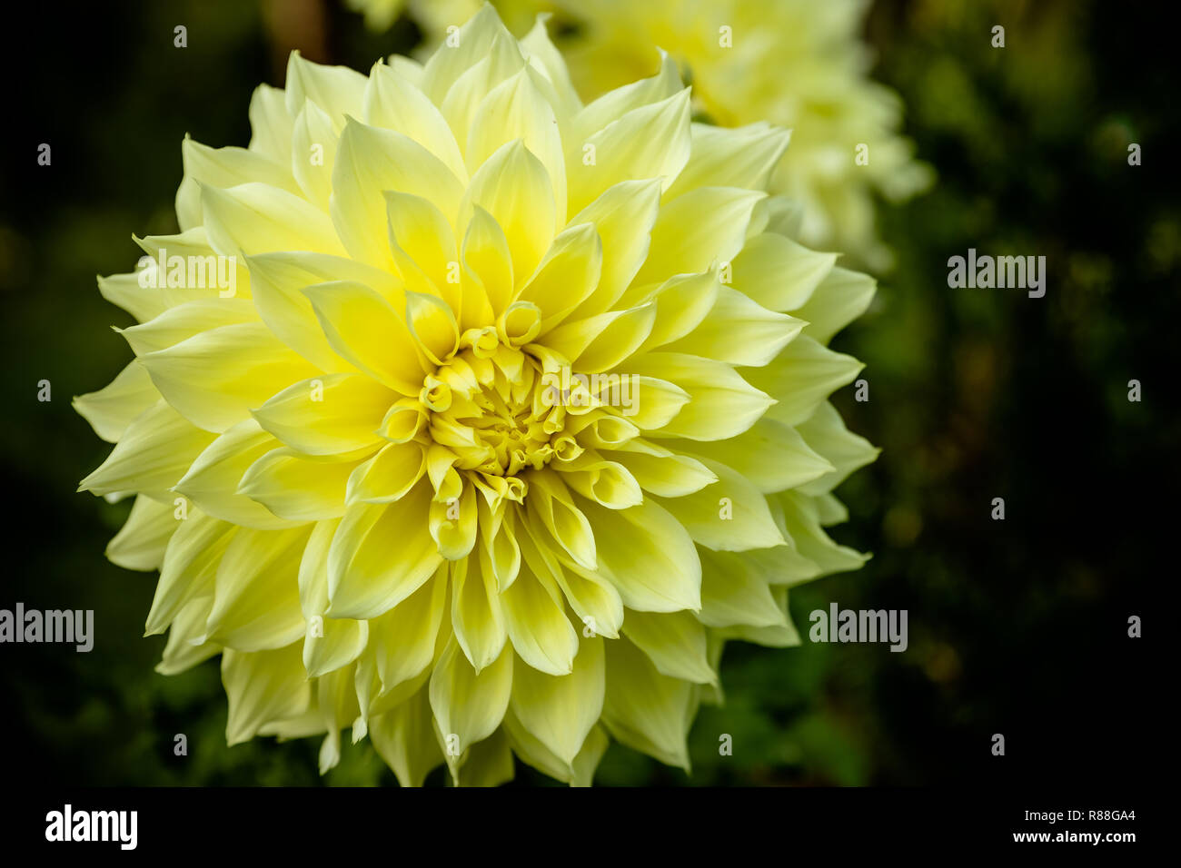 Blume Gelb chrysantheme Nahaufnahme Makro. Aster. Schöne gelbe Daisy isoliert. chrysantheme Blumen. Blume Hintergrund, Bud. Wallpaper Probe. Stockfoto