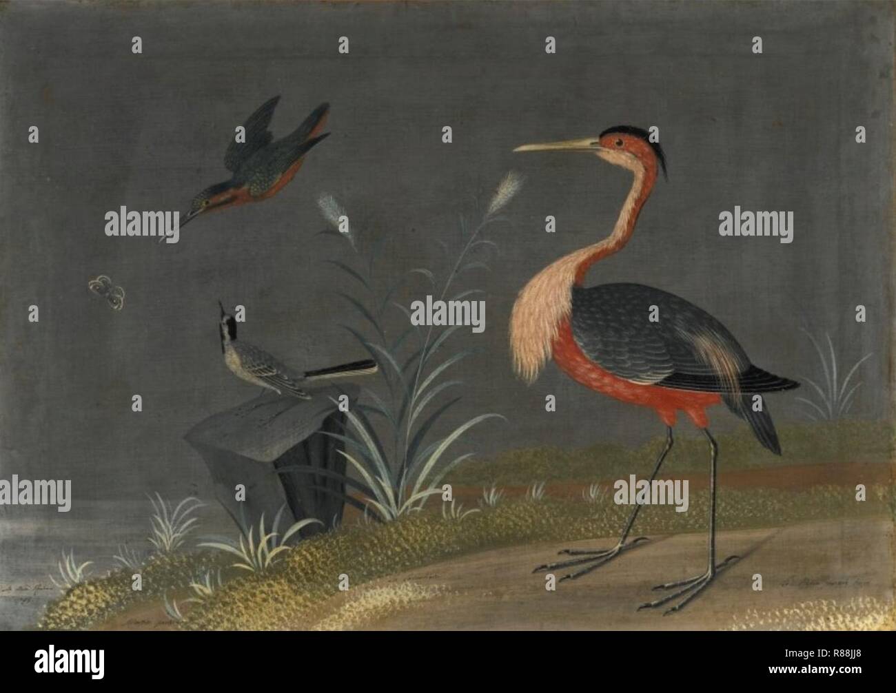 Carlo Antonio Raineri - Martin Pecheur; La Lavandiere; Le Heron pourpré Hupé. Stockfoto