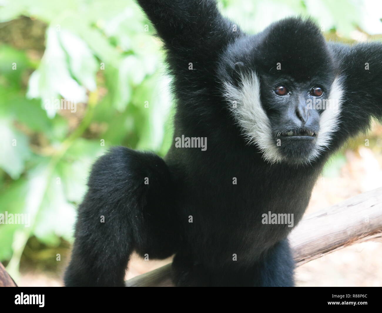 Northern White ist Gibbon Stockfoto