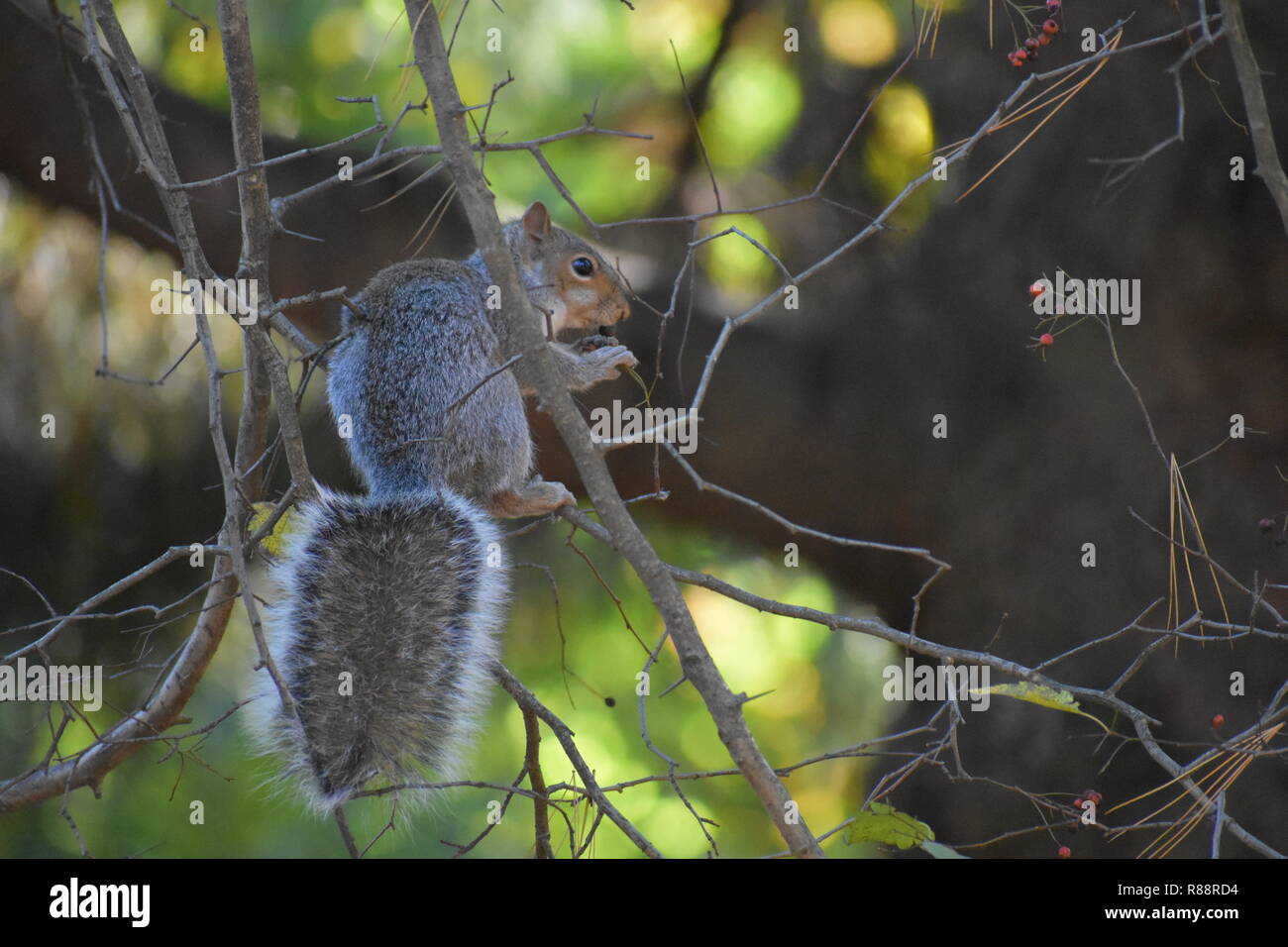 Eichhörnchen im Baum Stockfoto
