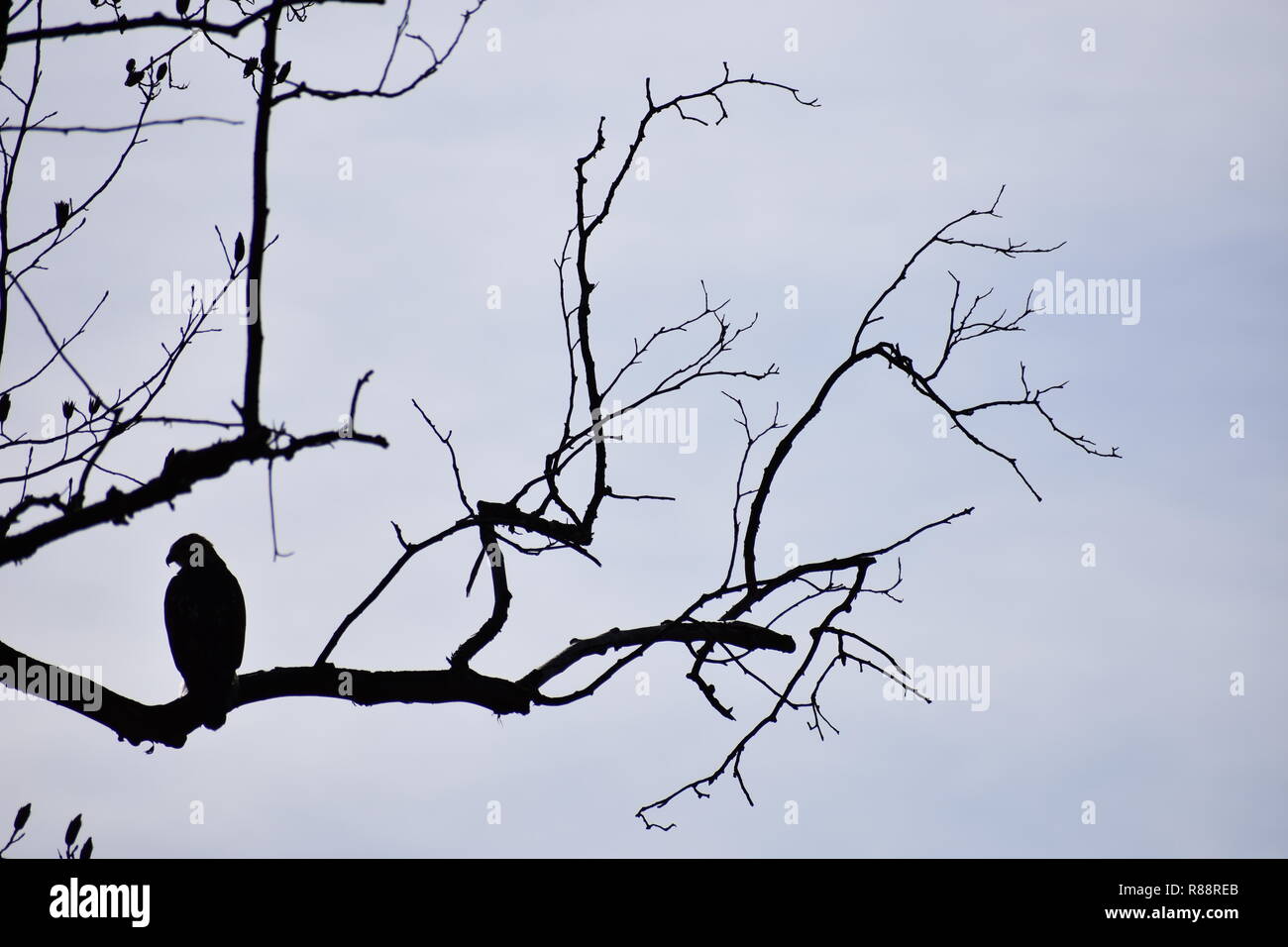 Hawk auf einem Zweig Stockfoto