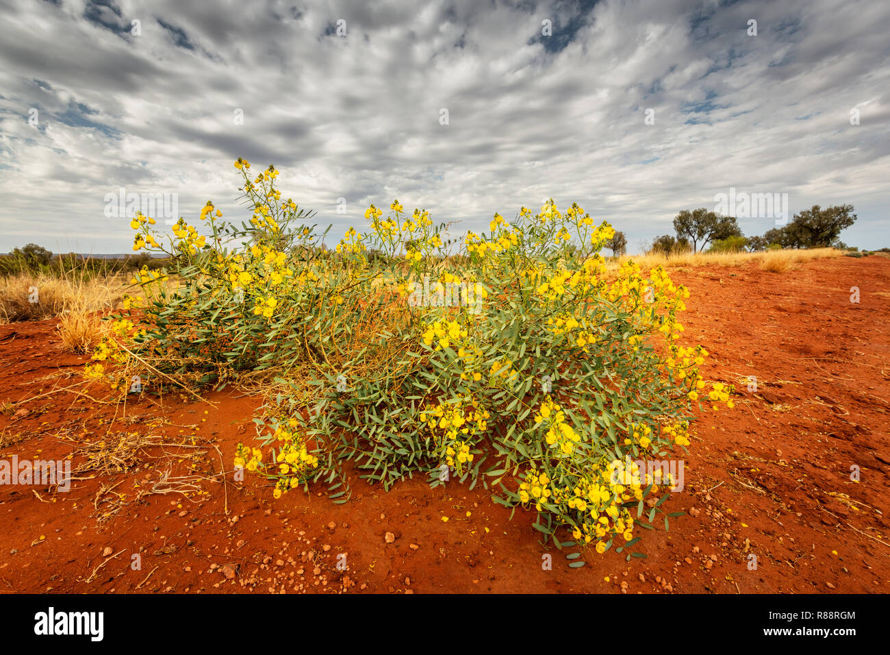 Wüste Cassia in voller Blüte nach etwas Regen in der wasserarmen Red Centre. Stockfoto