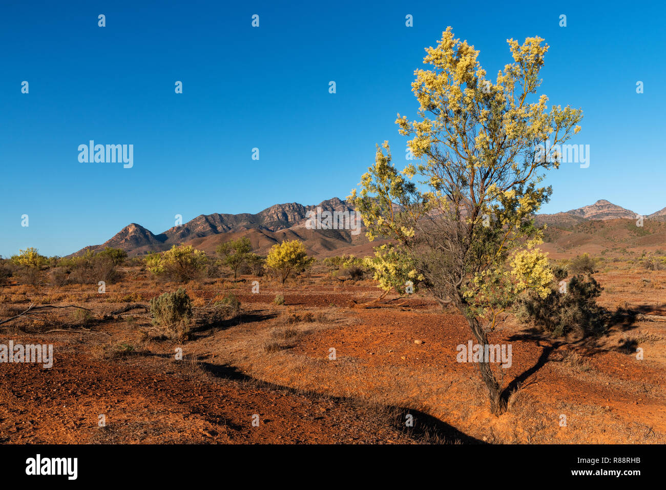 Blühende Wattle Tree in der ariden Landschaft der Flinders Ranges. Stockfoto