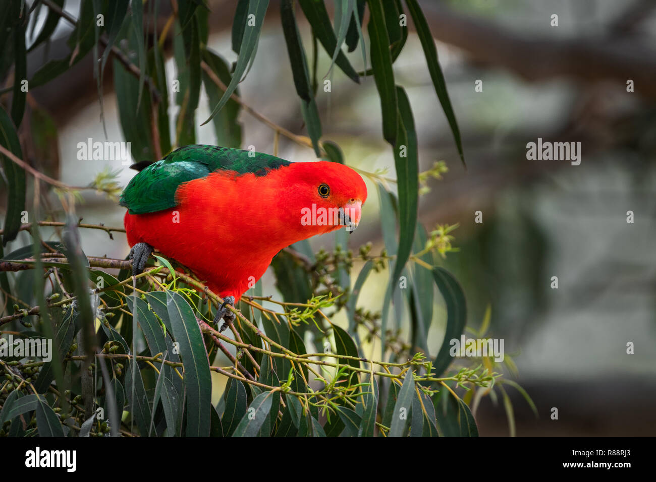 Bunte männlichen Australischen König Parrot neugierig. Stockfoto