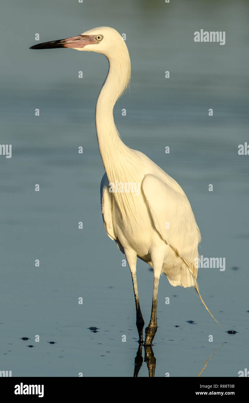 Rötliche Reiher White Morph (Egretta rufescens) in Florida ist eine seltene Sichtung Stockfoto