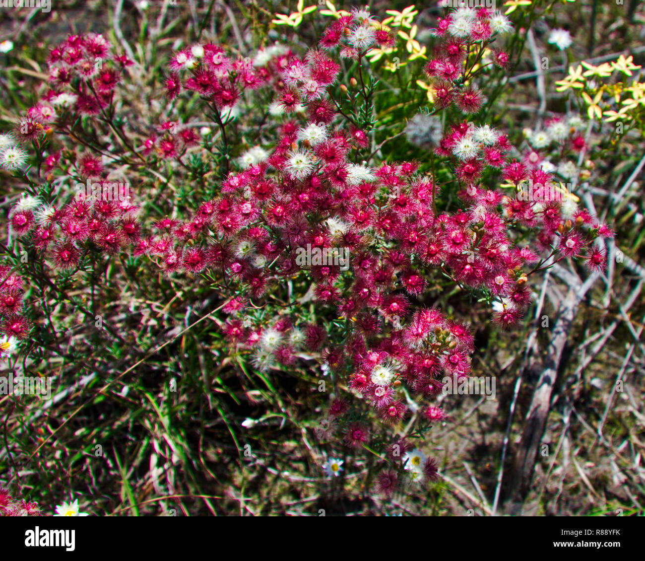 Die in westaustralien beheimatete Wildblume ist ideal für einfache Blumenarrangements - rote und weiße Sorten mit Franseneffekt - sieht sogar gut aus, wenn sie getrocknet wird Stockfoto