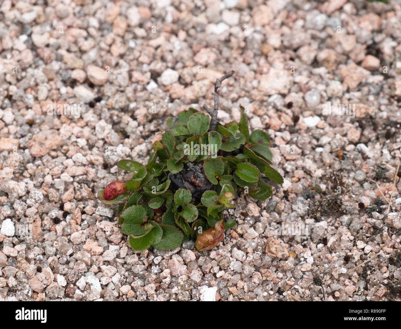 Die Zwergweide (Salix herbacea), eine arktische Alpenart, die hier mit der Sägefliegengalerie „Euura herbaceae“ in Schottlands Cairngorms zu sehen ist Stockfoto