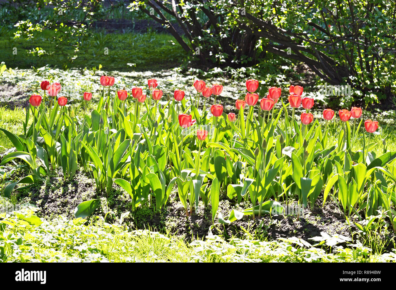 Hellen Rosen wachsen auf der flower bed. Blüten glänzen in der Sonne. Stockfoto