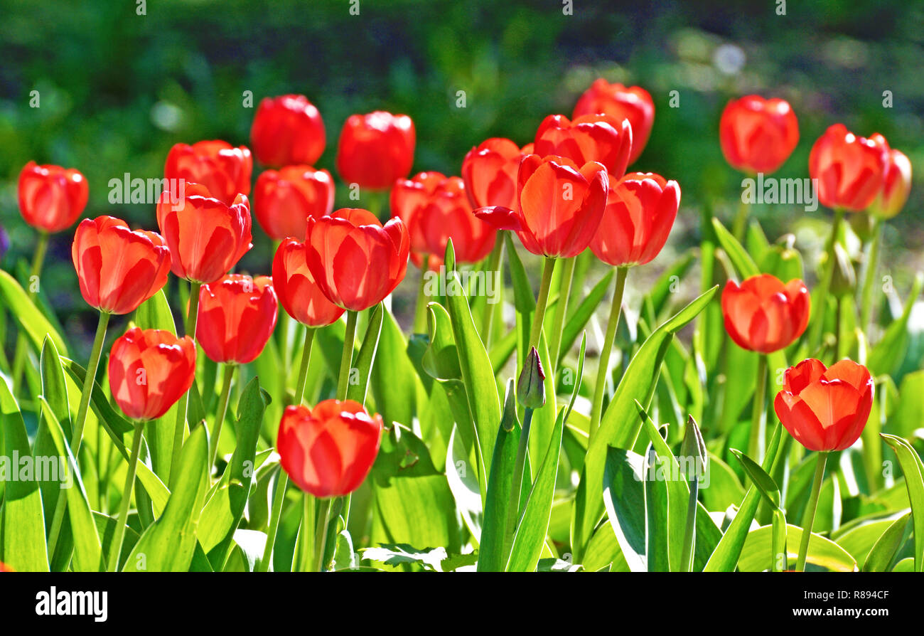 Hellen Rosen wachsen auf der flower bed. Blüten glänzen in der Sonne. Stockfoto