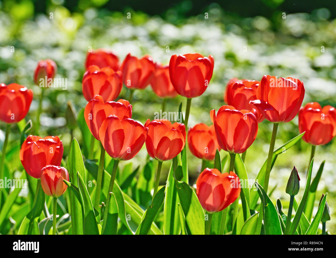 Hellen Rosen wachsen auf der flower bed. Blüten glänzen in der Sonne. Stockfoto