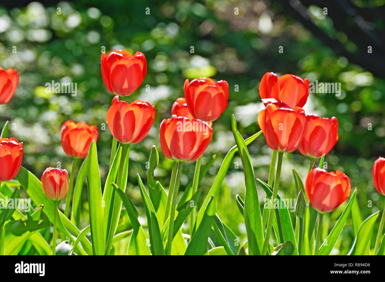 Hellen Rosen wachsen auf der flower bed. Blüten glänzen in der Sonne. Stockfoto