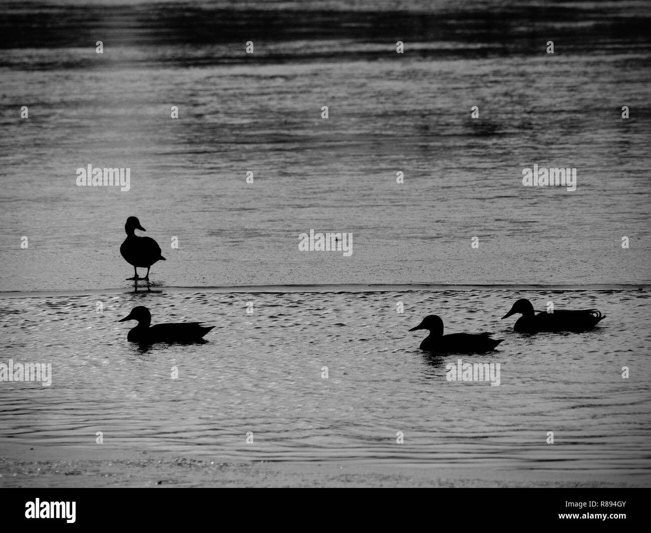 Vögel auf gefrorenen Oberfläche. Enten schwimmen in einem eiskalten Winter River. Winter Wasser Landschaft. Stockfoto