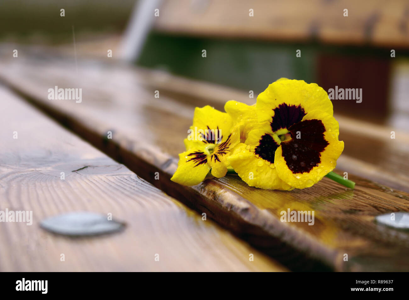 Eine persische Blume auf einer Holzbank platziert Stockfoto