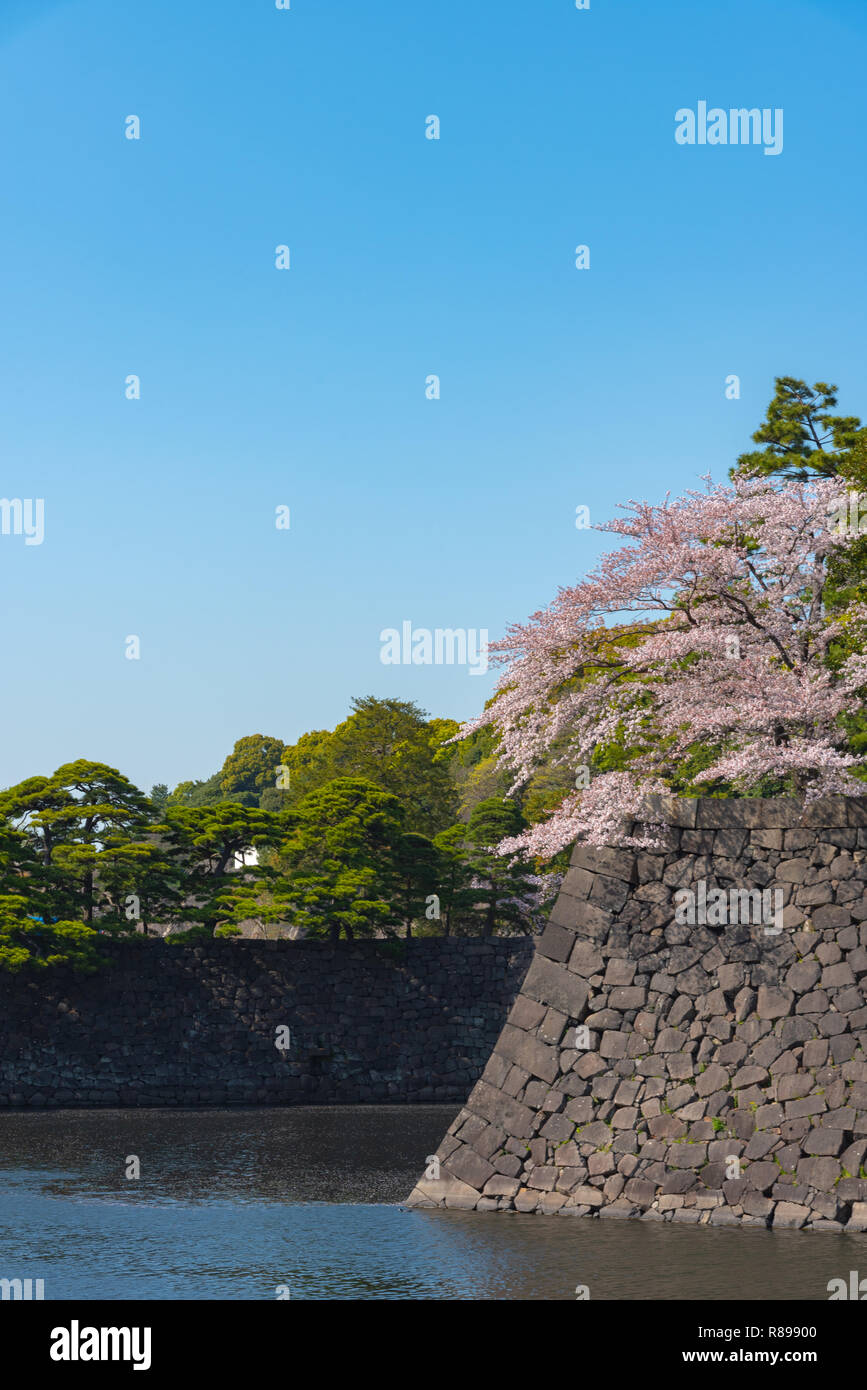 Kirschblüte in Tokio Imperial Palace Stockfoto