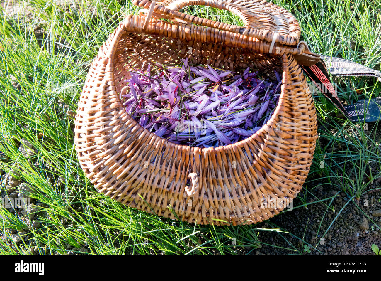Weidenkorb gefüllt mit frisch geernteten Safran Blumen angebaut für die Stile und Narben Als kulinarisches Gewürz verwendet Stockfoto