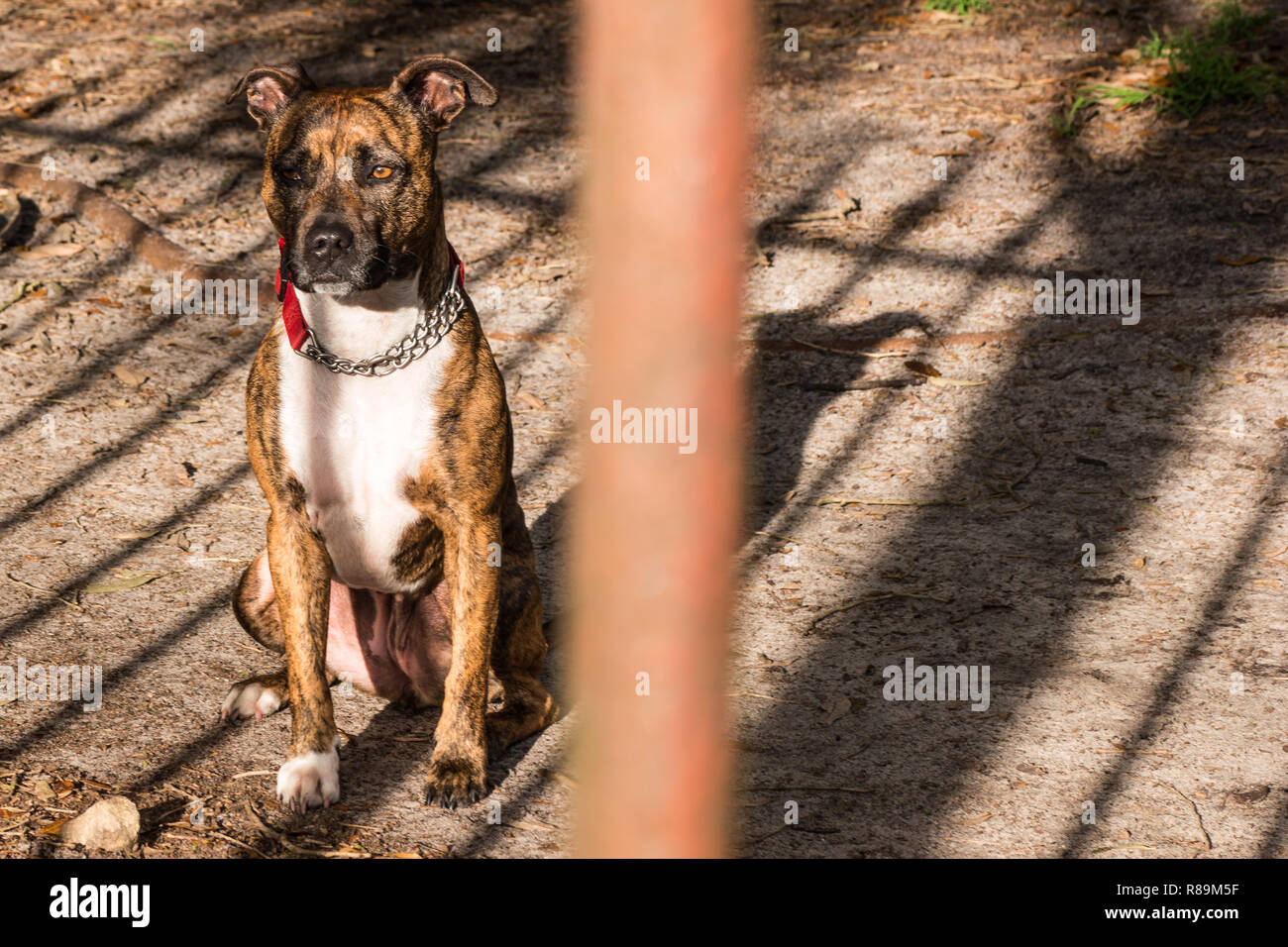 Staffordshire Terrier Kreuz Stockfoto