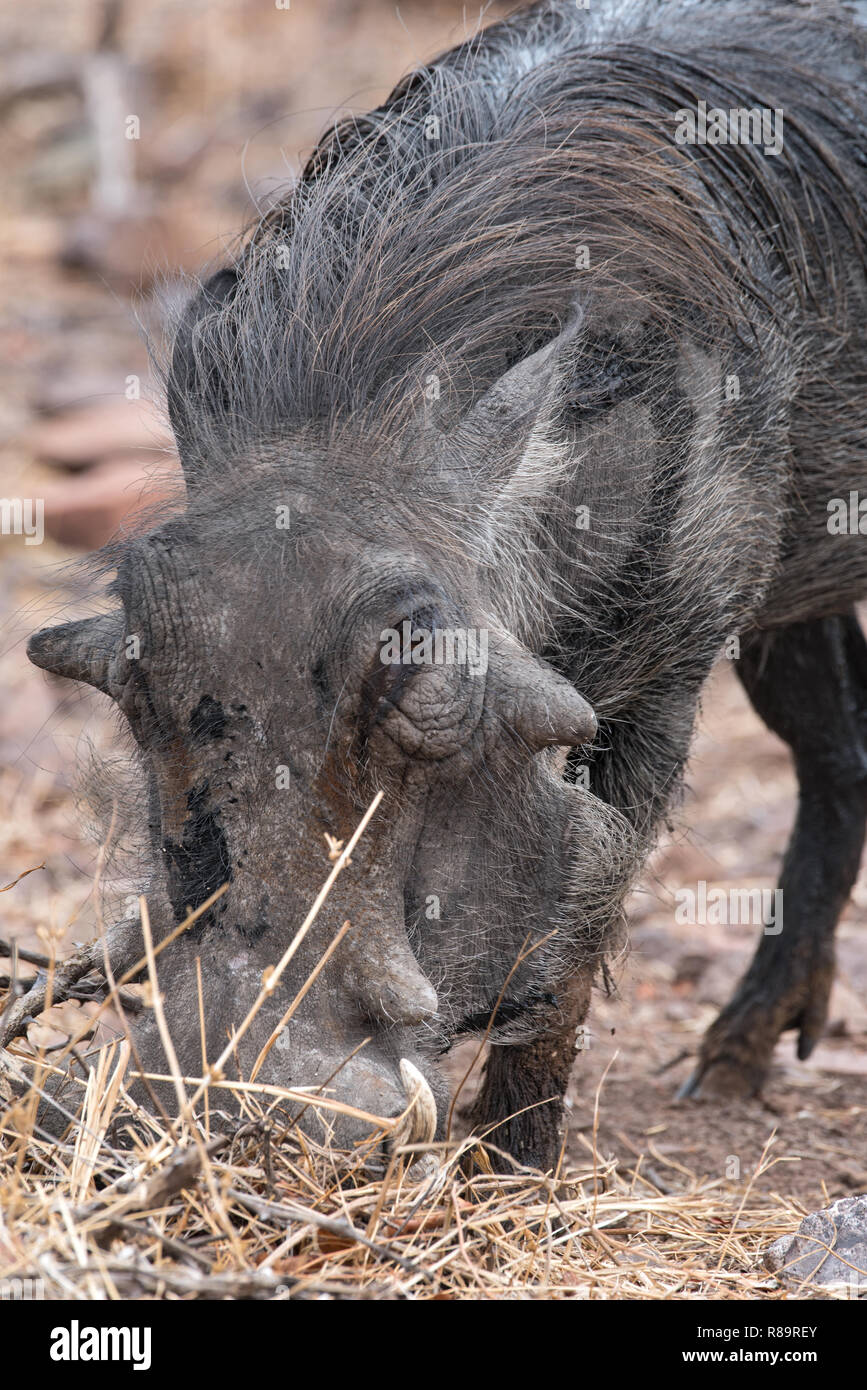 Porträt einer gemeinsamen Warzenschwein am Ufer des Chobe River in Botsuana Stockfoto