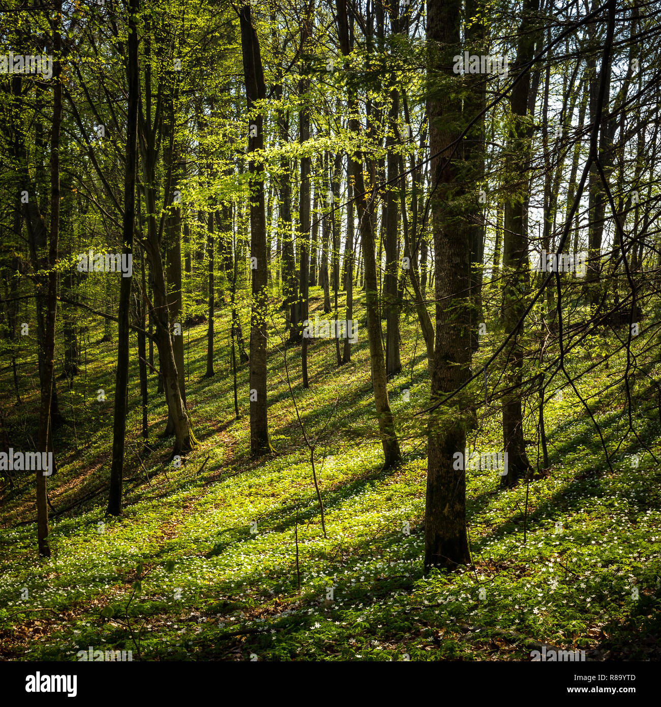 Frühling im polnischen Wald. Weiße Anemone Blumen auf den Boden. Stockfoto