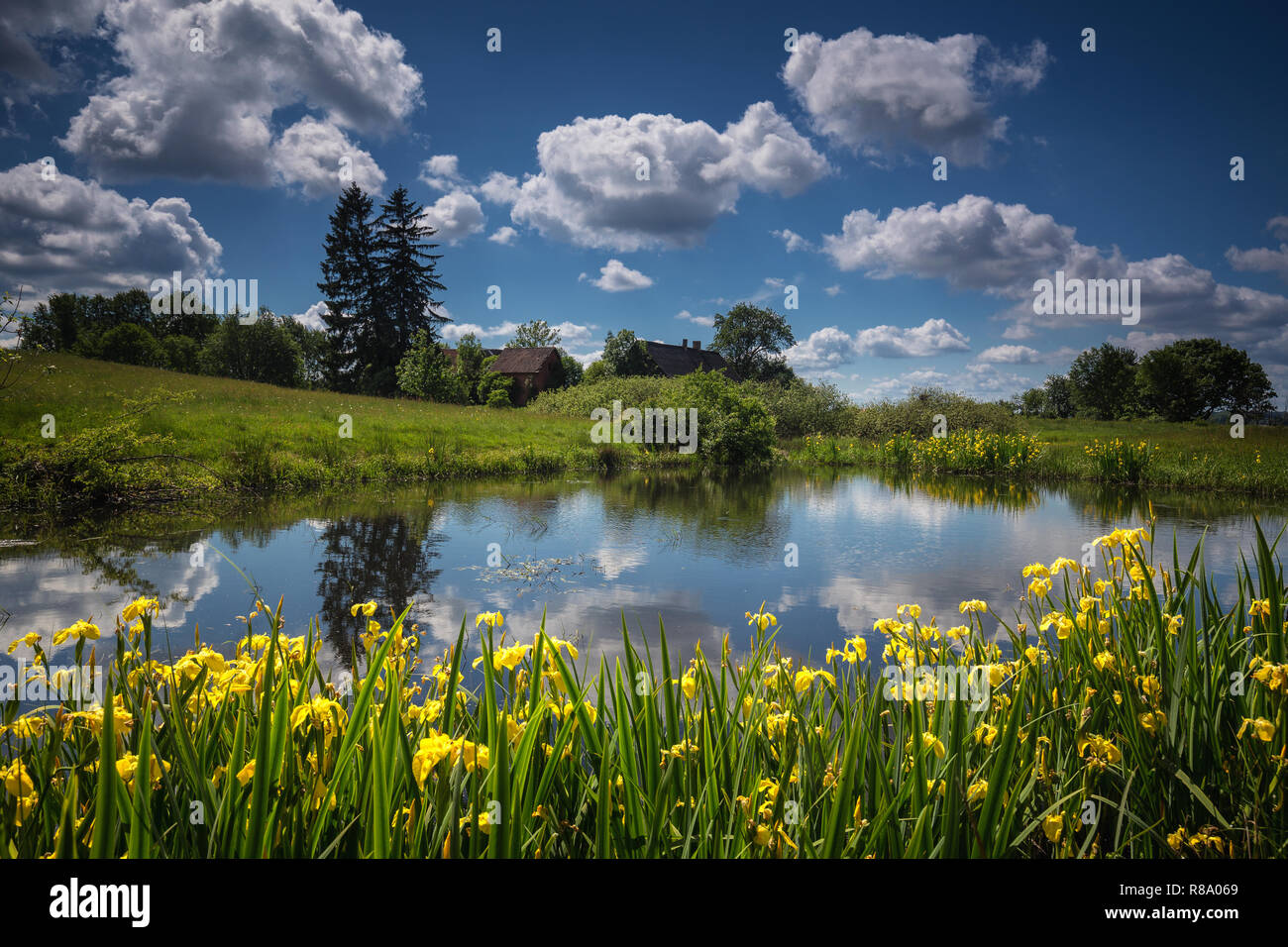 Frühling in der polnischen Landschaft. Grün der Vegetation auf der Wiese. Kleiner Teich. Stockfoto