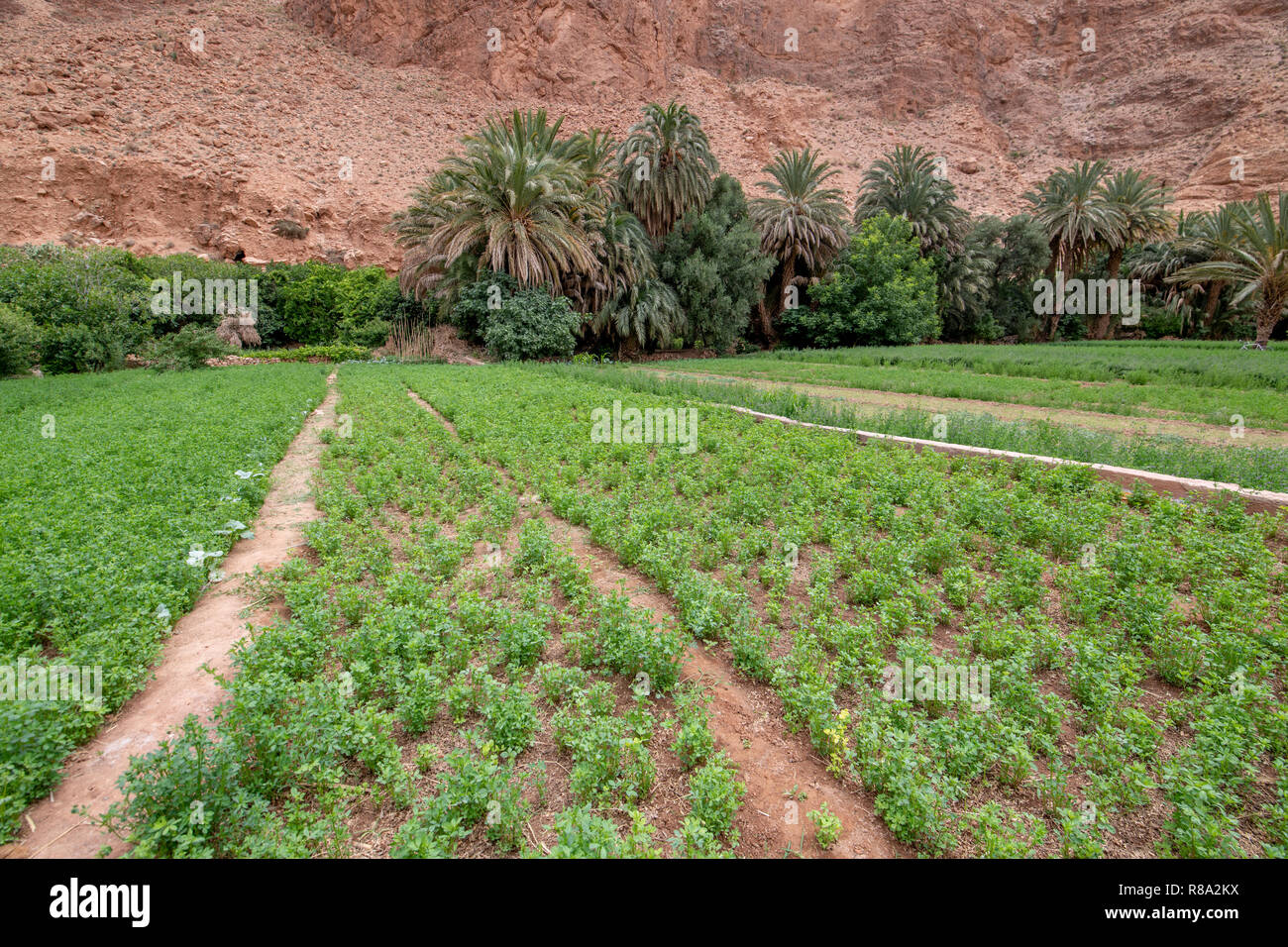 Eine kleine Patchwork von Ackerland gedeiht an der Basis der Todra-schlucht, Tinghir, Marokko, Stockfoto