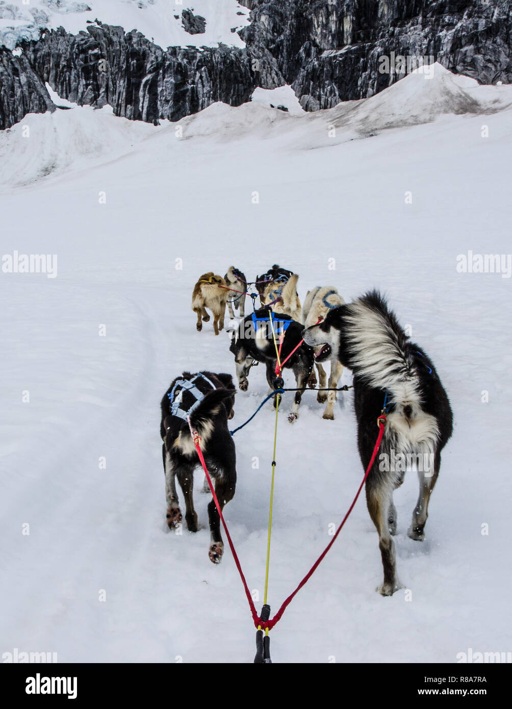 Schlittenhunde Rennen über Mendenhall Gletscher, Alaska. Hundeschlitten einen extremen Winter Abenteuer Sport und beliebte touristische Aktivität. Stockfoto