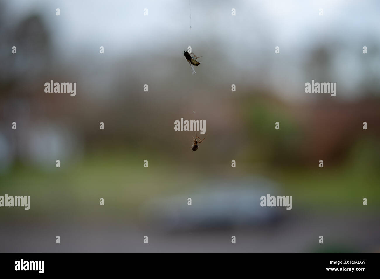 Spider Klettern bis zu den Fliegen, die er im Netz gefangen Stockfoto