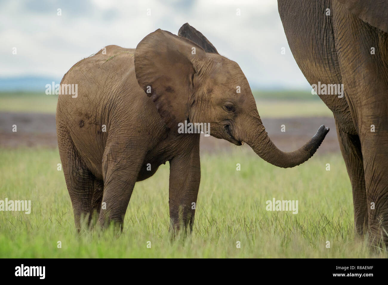 Baby Afrikanischer Elefant (Loxodonta africana) mit Mutter zu ernähren, Amboseli National Park, Kenia. Stockfoto