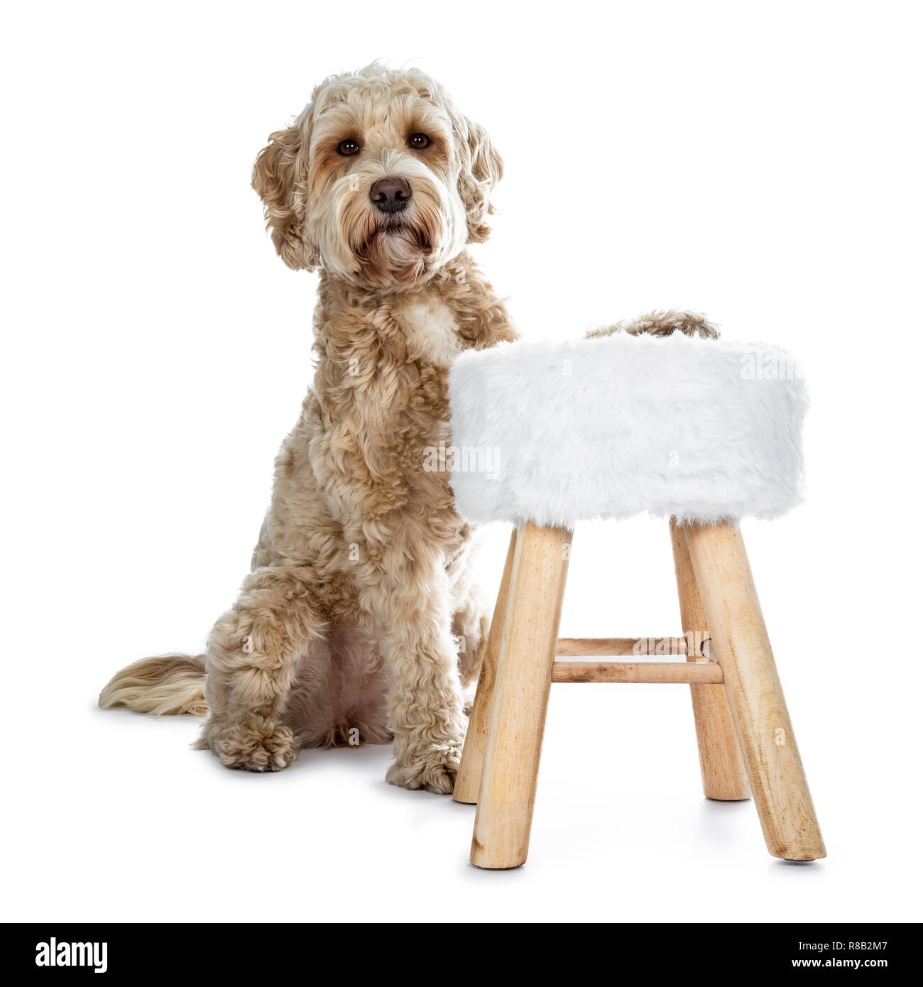 Junge Erwachsene Golden Labradoodle Hund, stitting hinter und mit einer Vorderpfote auf kleinen Hocker, von der Kamera mit süßen braunen Augen und geschlossenem Mund. Stockfoto