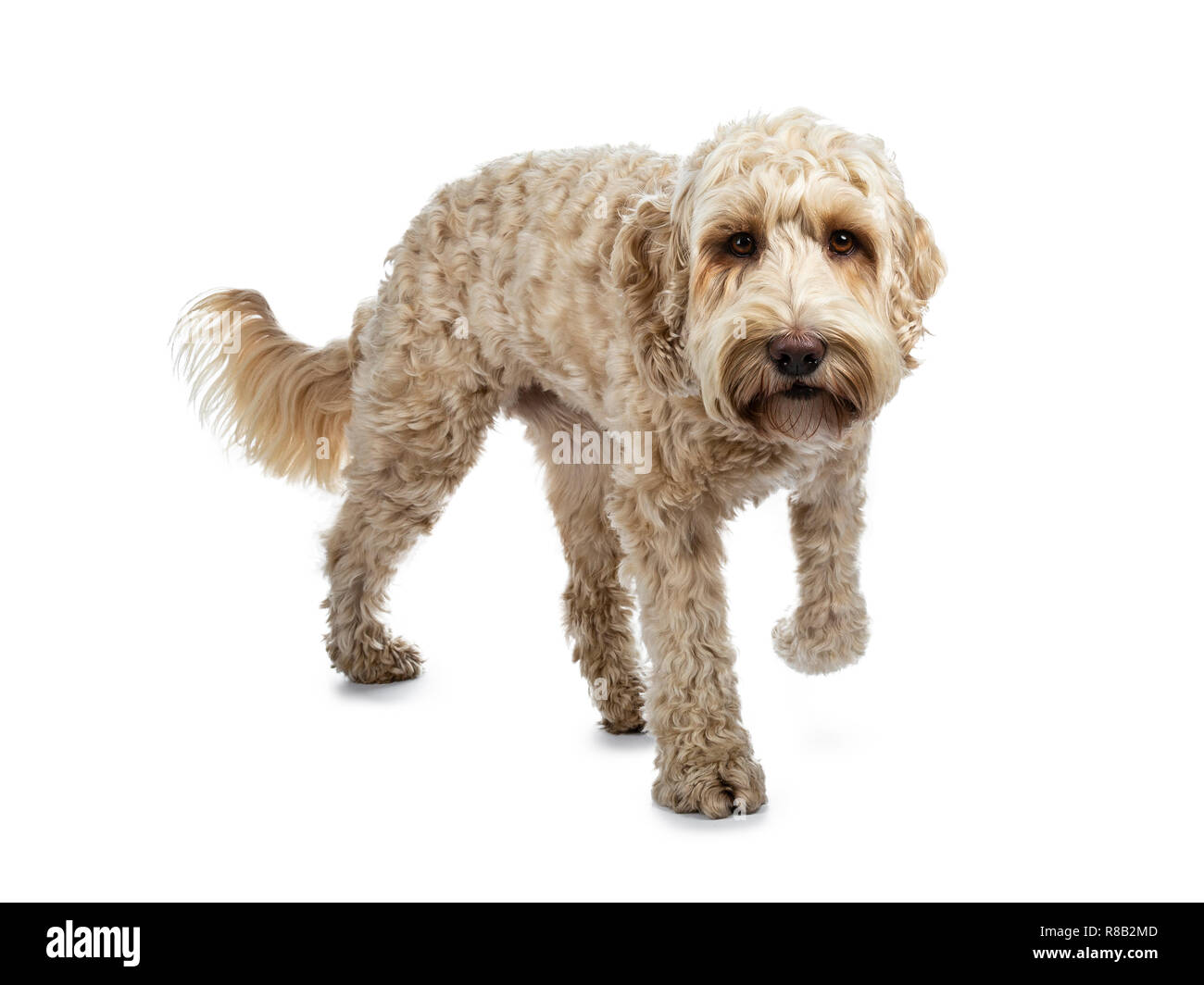Junge Erwachsene Golden Labradoodle Hund, zu Fuß in Richtung Kamera, eine Pfote in der Luft, am Objektiv mit süßen braunen Augen. Auf weissem Hintergrund. Stockfoto