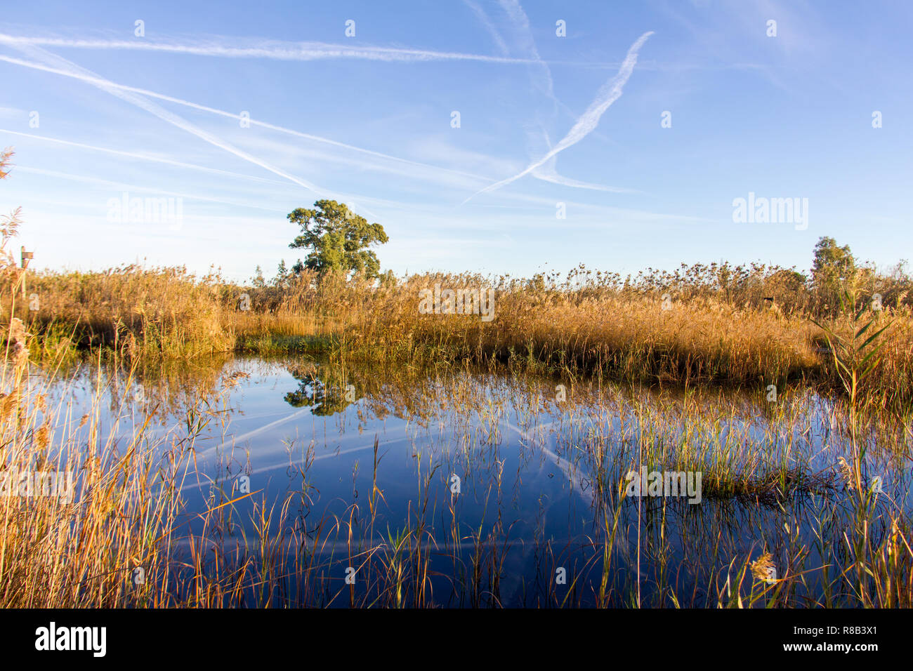 Panoramablick auf eine Vogelwarte, die in den Feuchtgebieten im Naturpark La Marjal Pego und Oliva, Spanien Stockfoto