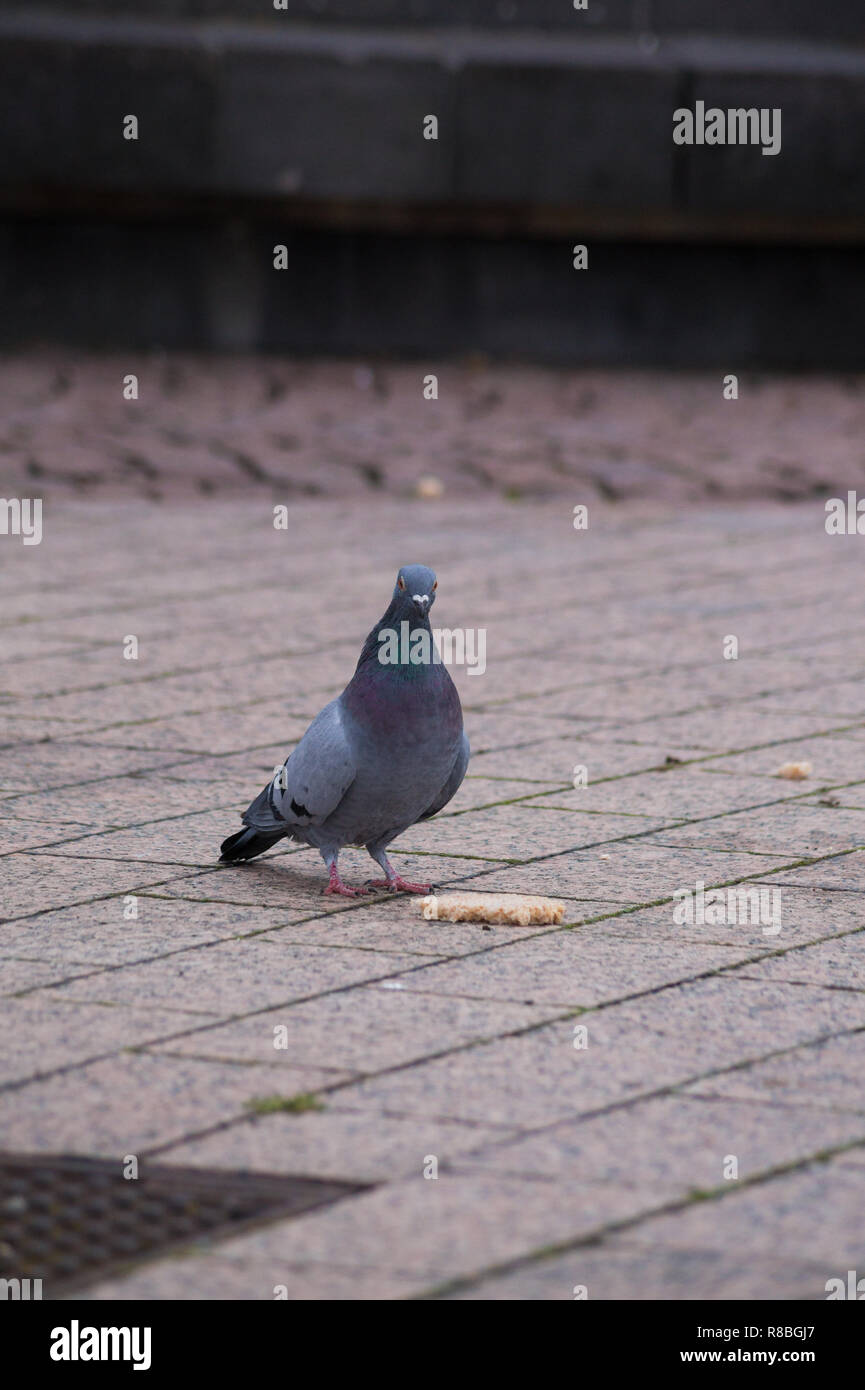 Nahaufnahme einer Taube Vogel (Columbidae) zu Fuß in der Stadt herum. Stockfoto