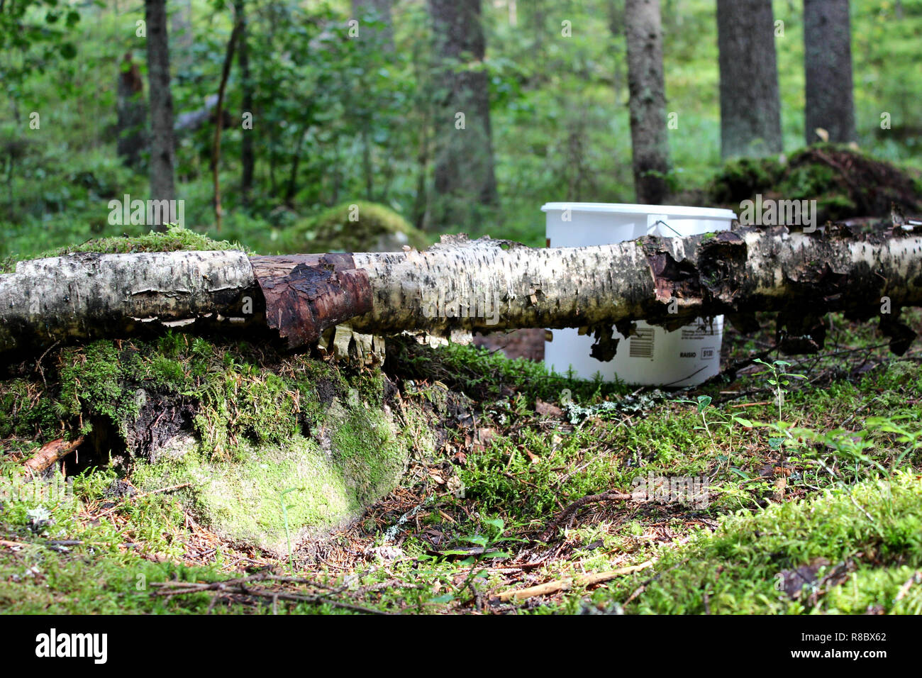 Beerensammeln in Finnland: ein Eimer mit Beeren auf den Urwald zwischen umgestürzte Bäume, grüne Pflanzen und Moos. Stockfoto