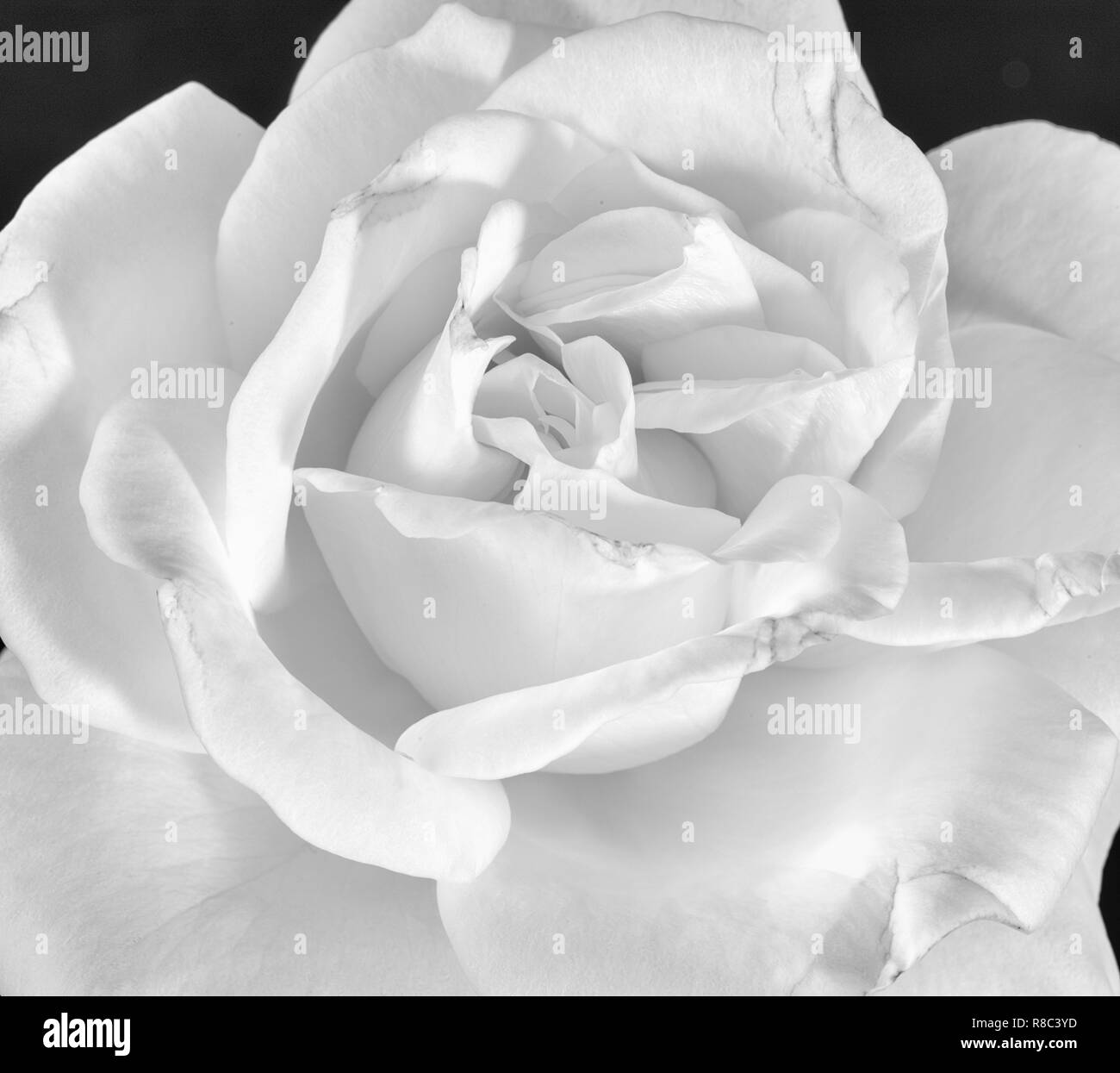 Fine Art Stilleben monochrom schwarze und weiße Blume Makro Foto eines der Inneren eines isolierten weit geöffnete Rosenblüte mit detaillierten Textur Stockfoto
