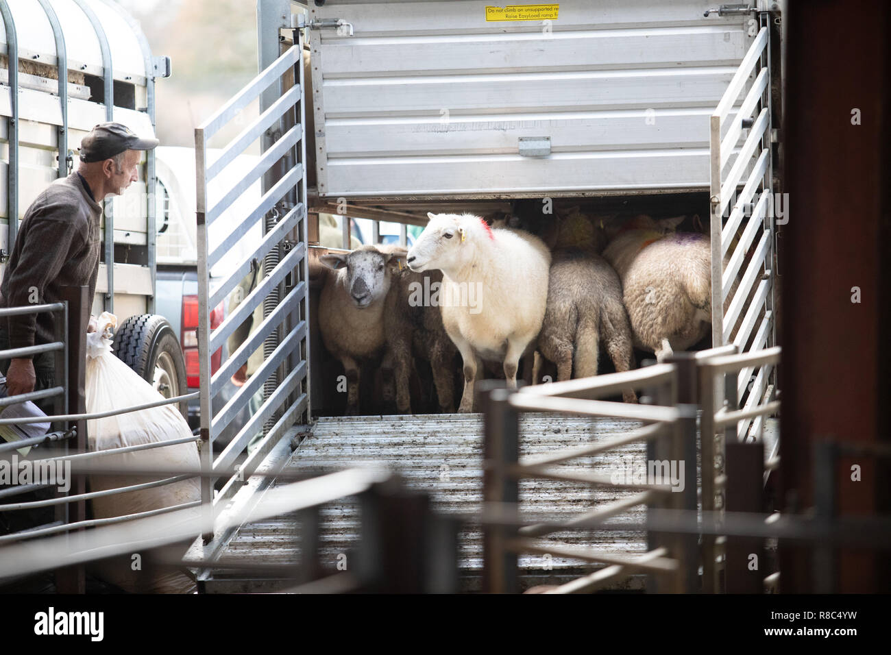 Schafe in Llandeilo Mart Llandeilo West Wales Großbritannien entladen Stockfoto