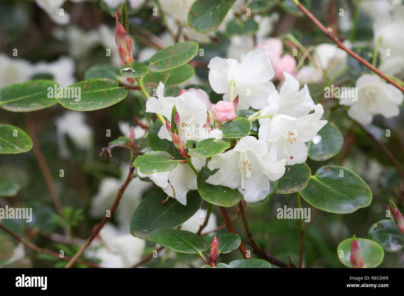 Rhododendron-Schlüsselblume-Gruppe. Stockfoto