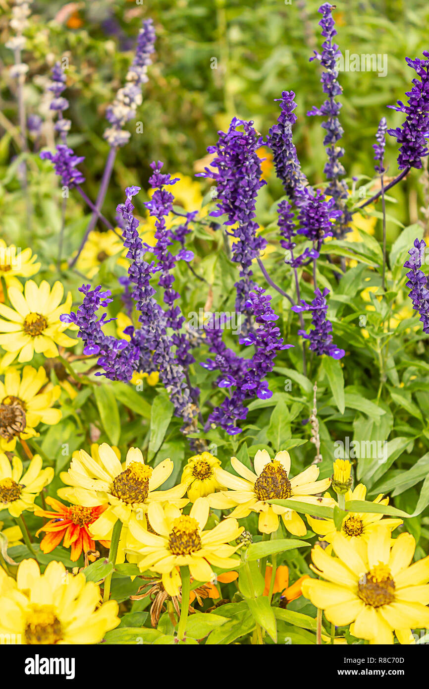 Gelb und Lila Blüten in einem Land, Garten Stockfoto