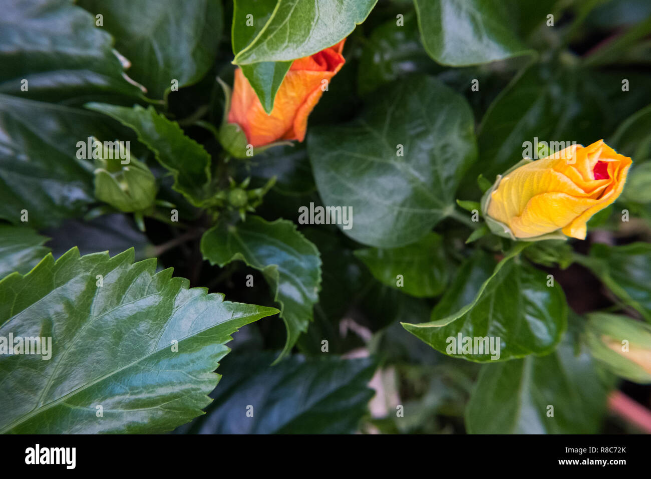 Natur wallpaper Hintergrund des blühenden Knospen gelb und orange Ibiscus Blume. Keine Menschen. Stockfoto